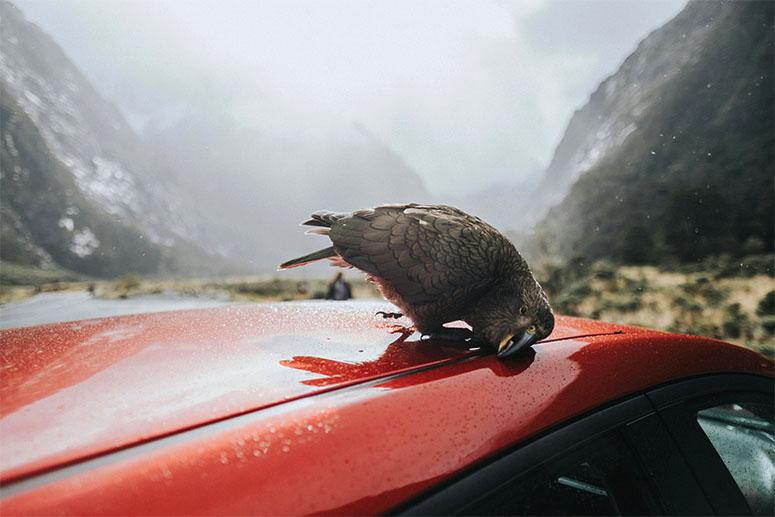 A red car in nature and a parrot on it