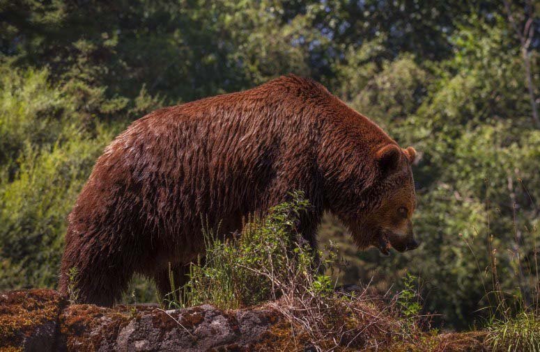 Side shot of a brown bear