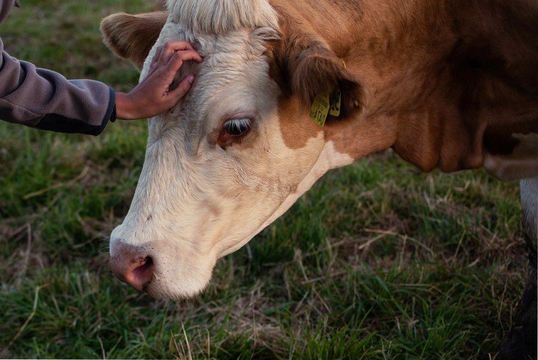 A hand caresses the head of a cow