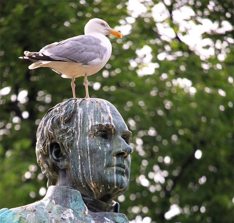 Seagull on monument