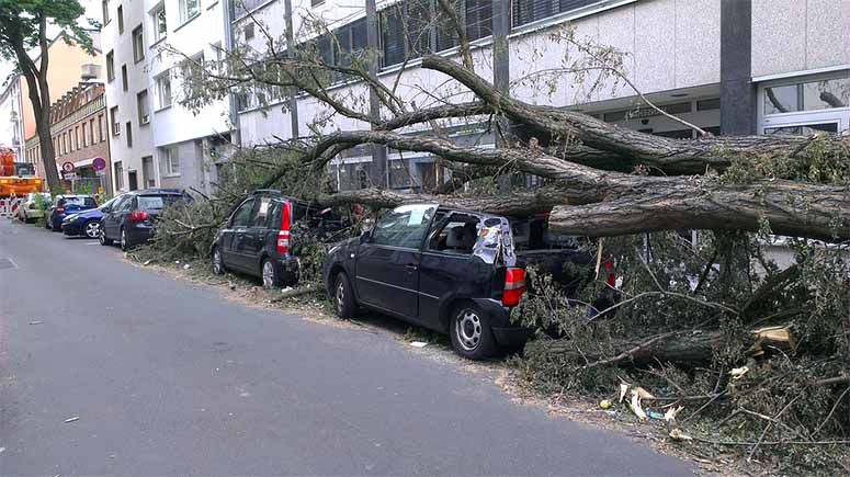 A tree fell on many cars