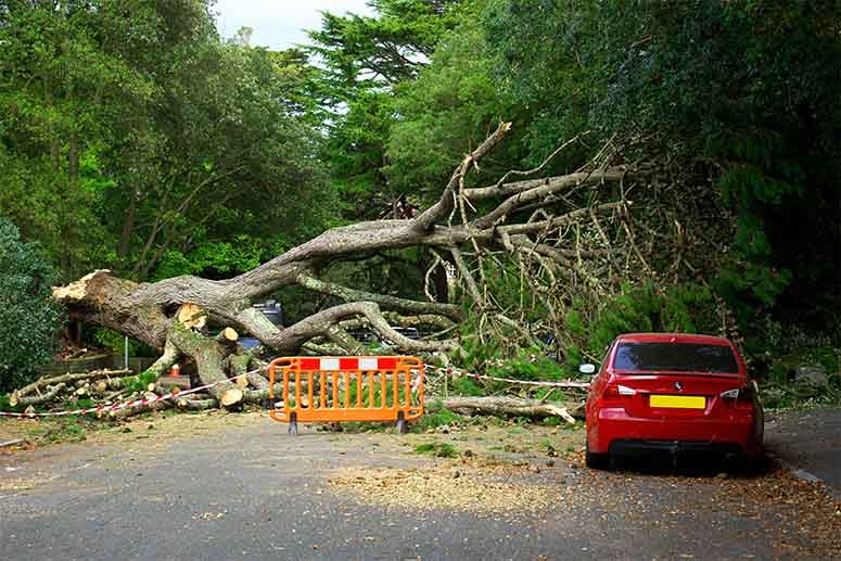 Tree fall into road and red car