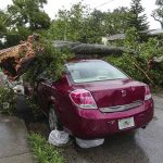 What are the odds of a tree falling on your car while driving