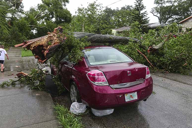 What are the odds of a tree falling on your car while driving