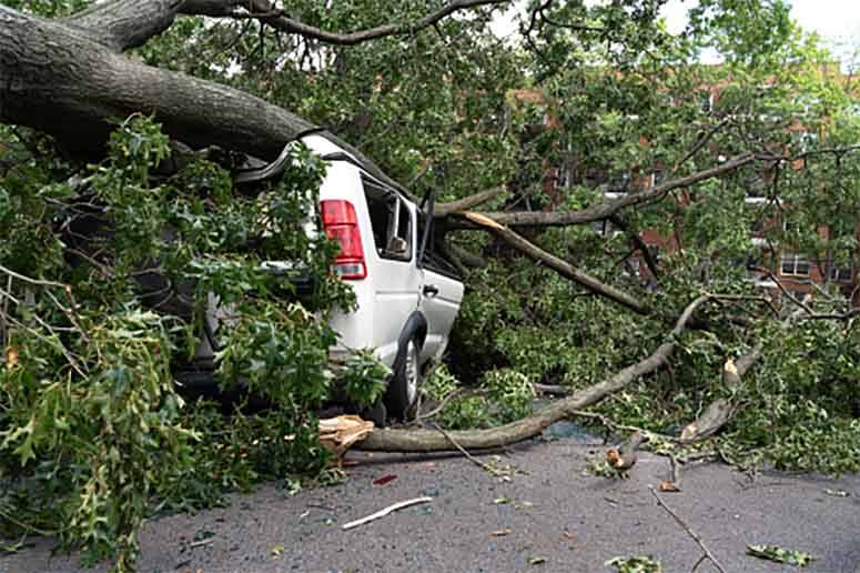 Tree fall into a car 