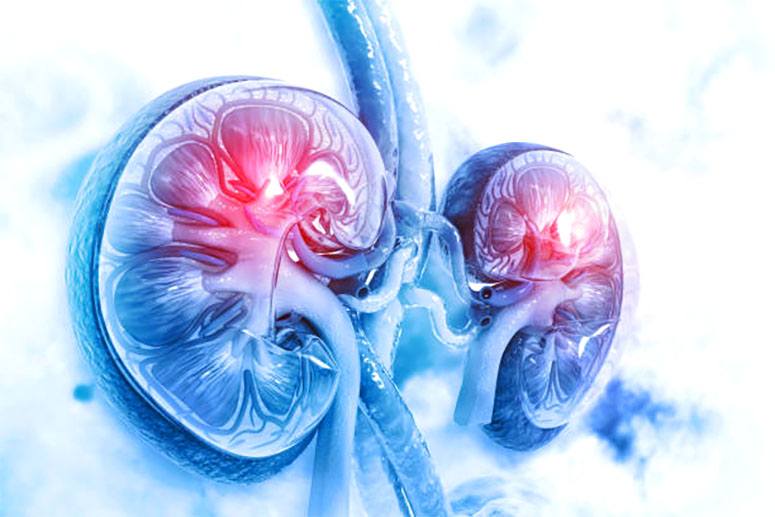 Animated picture of two kidneys