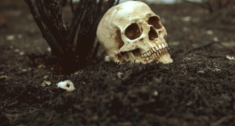 Human skull on the ground