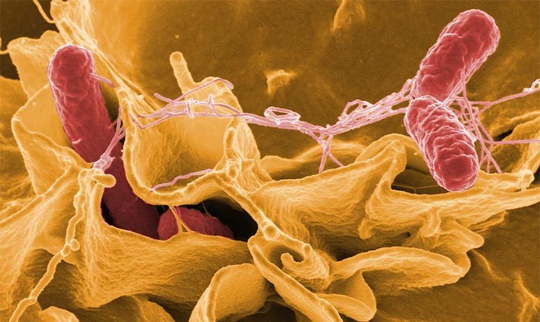 Salmonella under the microscope