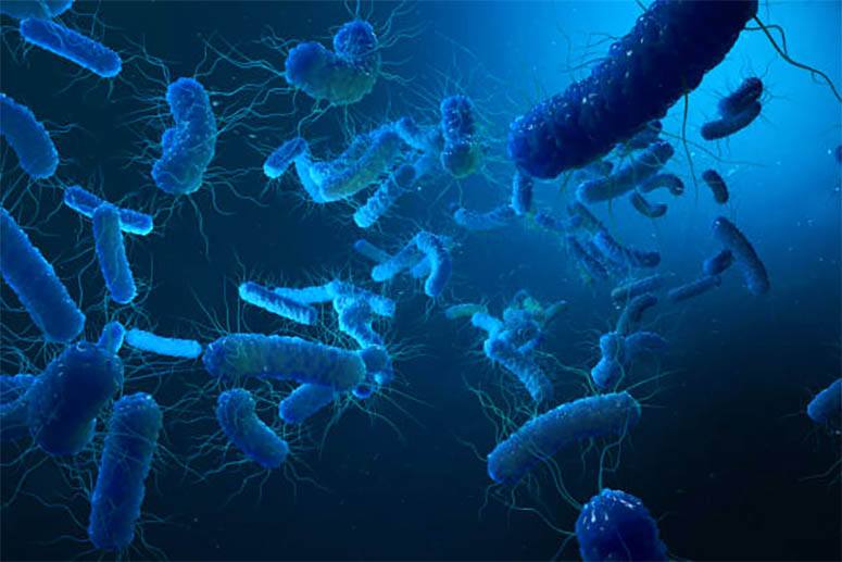 Salmonella virus bodies