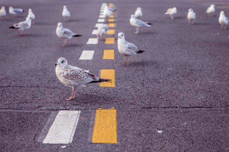 Many seagulls will increase the odds of hitting by a car