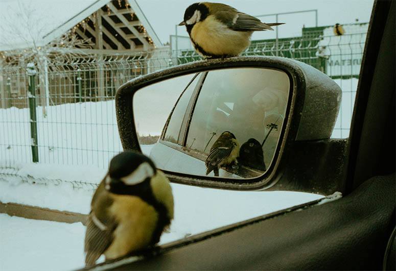 Birds perched on the car window