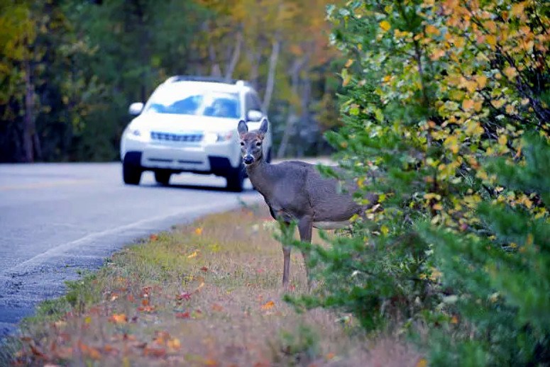 Deer near the road