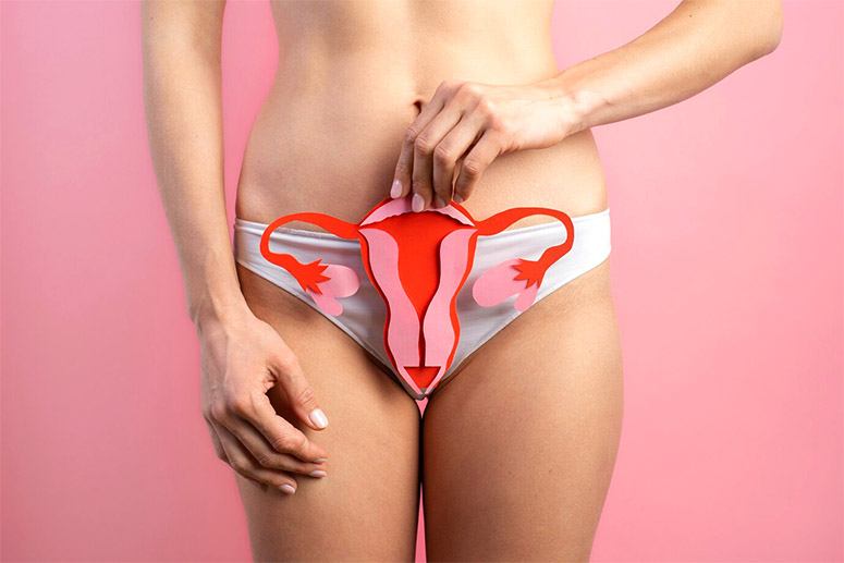 Body of a woman holding a mock-up of ovaries