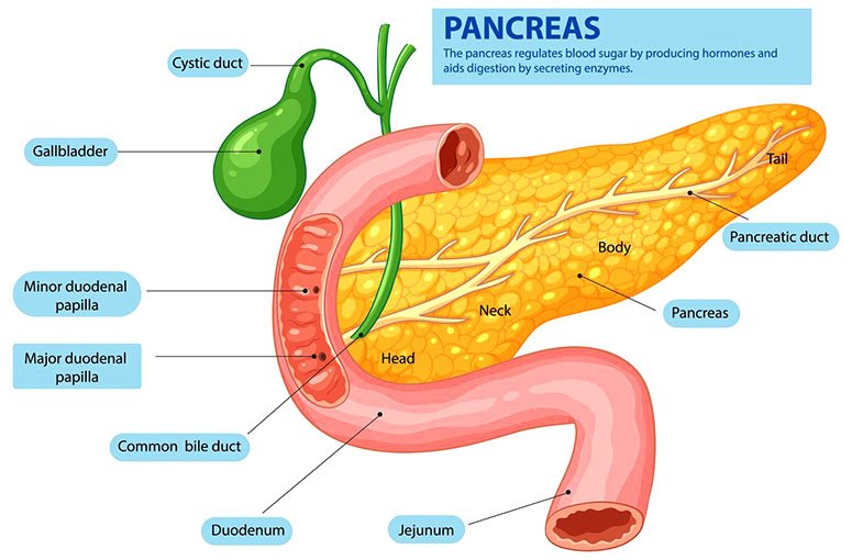 Illustration of a pancreas