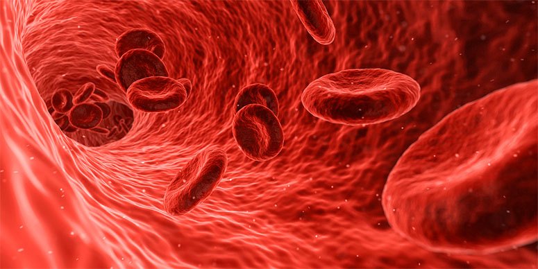 Red blood cells under a microscope