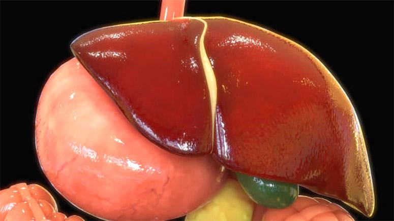 Animated picture of an liver, stomach, and other organs