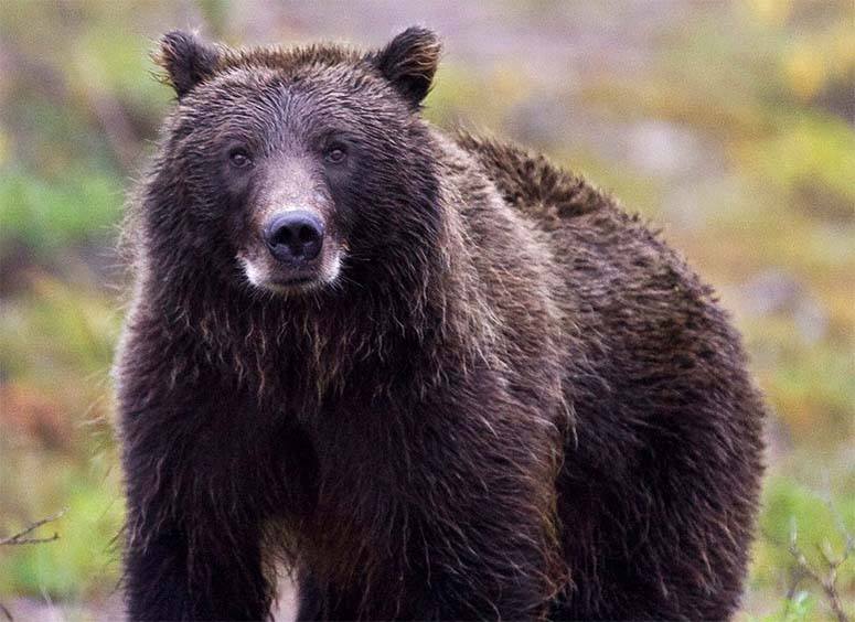 Black bear looking into the camera