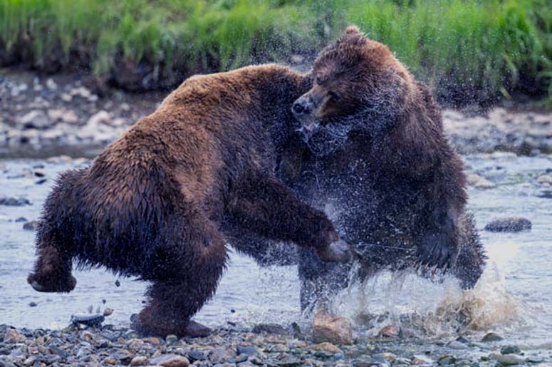 What are the odds of being attacked and killed by a bear