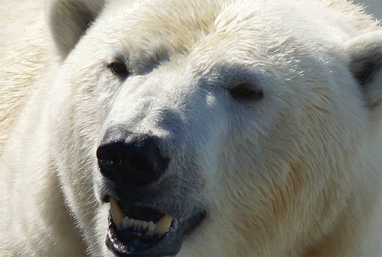 Face of a polar bear