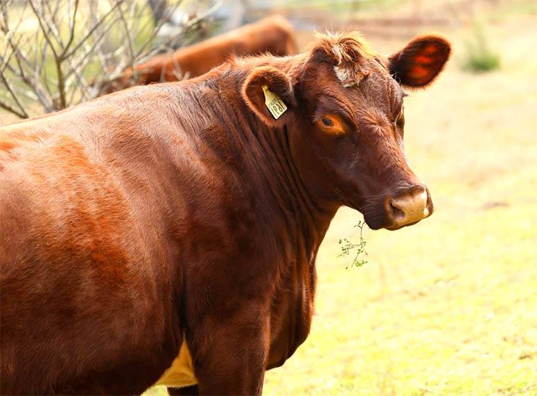 Picture of brown cow looking into the camera