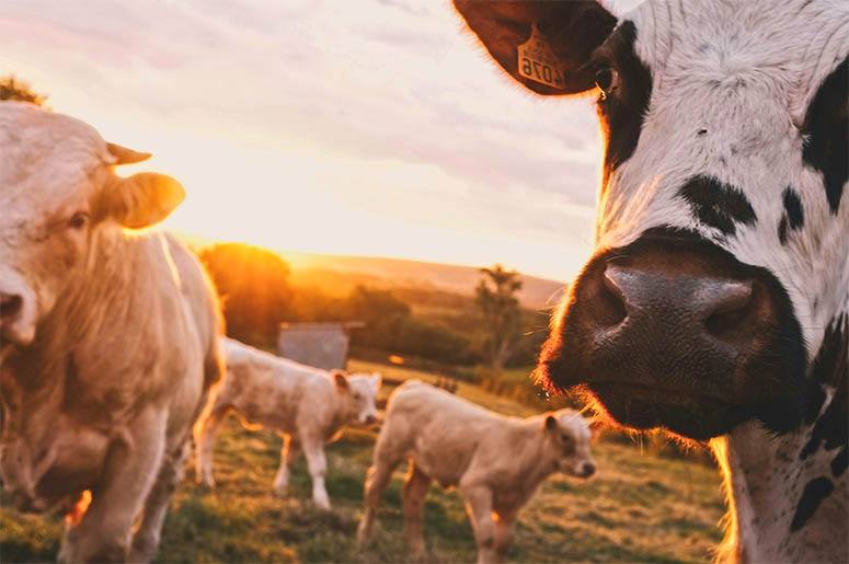 Many cows in the field over sunset