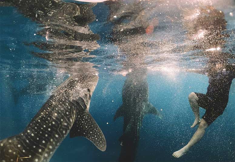 Man swimming near two sharks