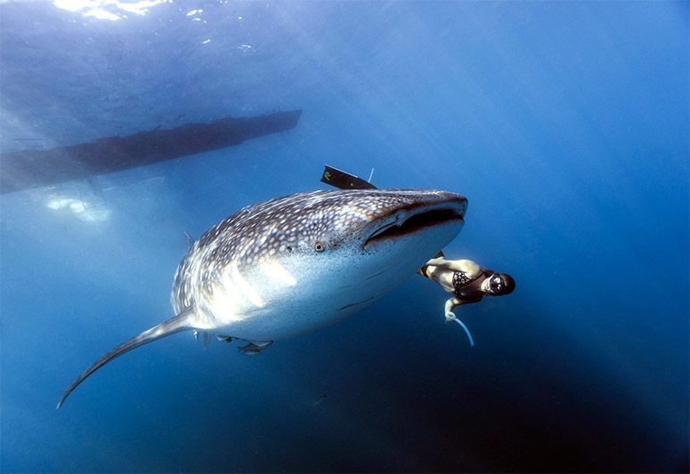 A woman swim near shark