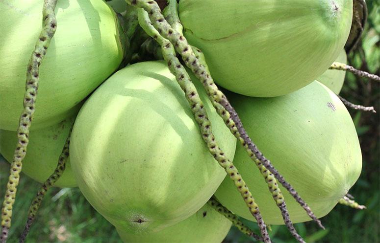 Five green coconuts on the tree