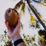 What are the odds of being killed by a coconut