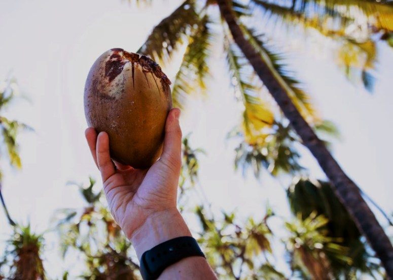 What are the odds of being killed by a coconut