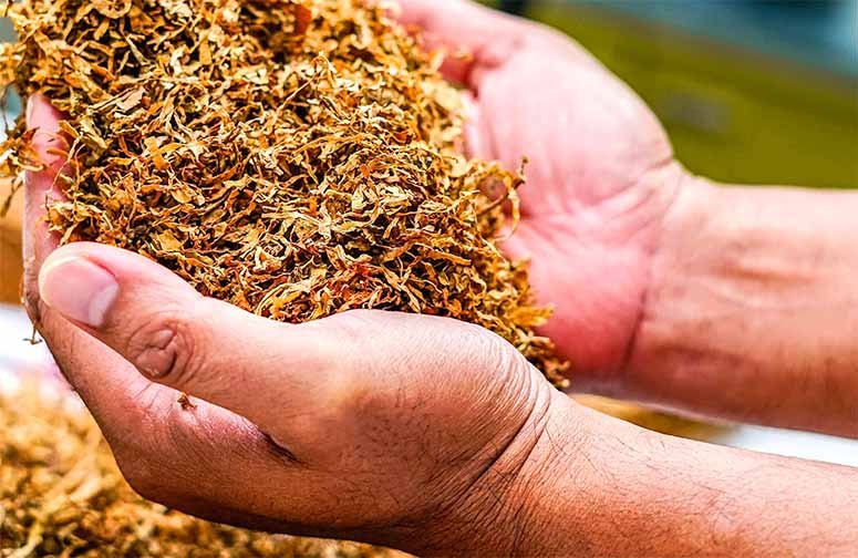 Hands holding pieces of tobacco