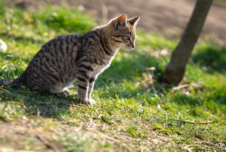 A large cat with a dark pattern sits on a meadow