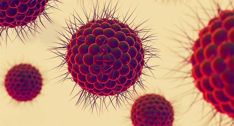 The gonorrhea virus looked under the microscope