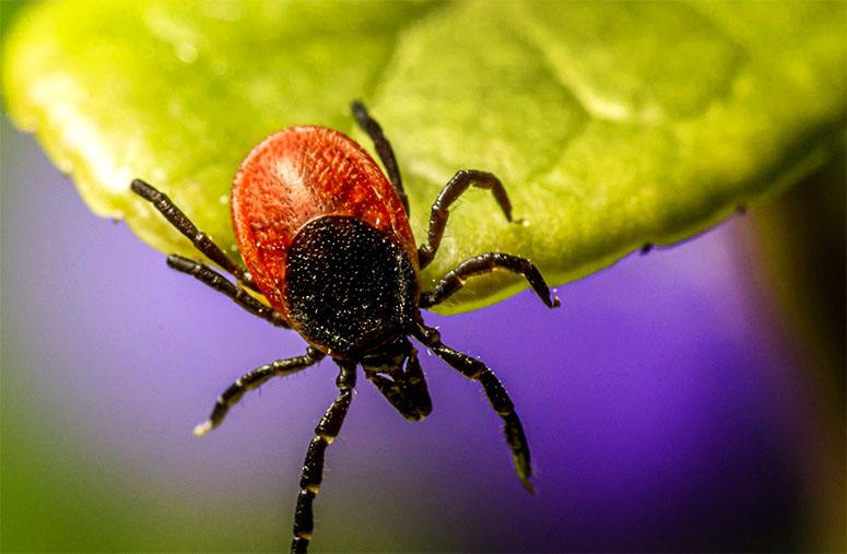 Tick on leaf