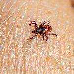 What are the odds of getting lyme disease from a tick