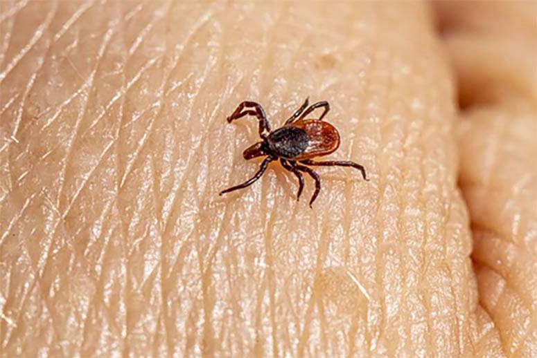 What are the odds of getting lyme disease from a tick